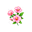 木槿花跟隨